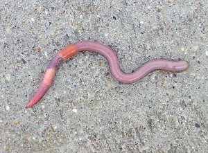 earthworm_on_sidewalk